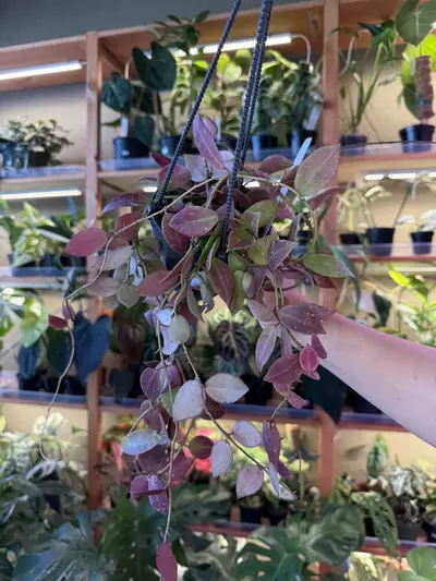 plant/Hoya walliniana UT152-0-thumbnail