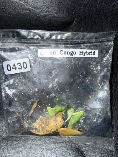 plant/430 Philodendron Green Congo Nuclear-0-thumbnail