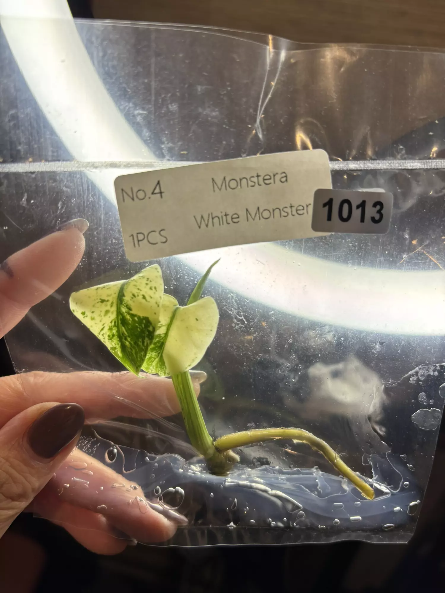 plant/1013 white monster-0