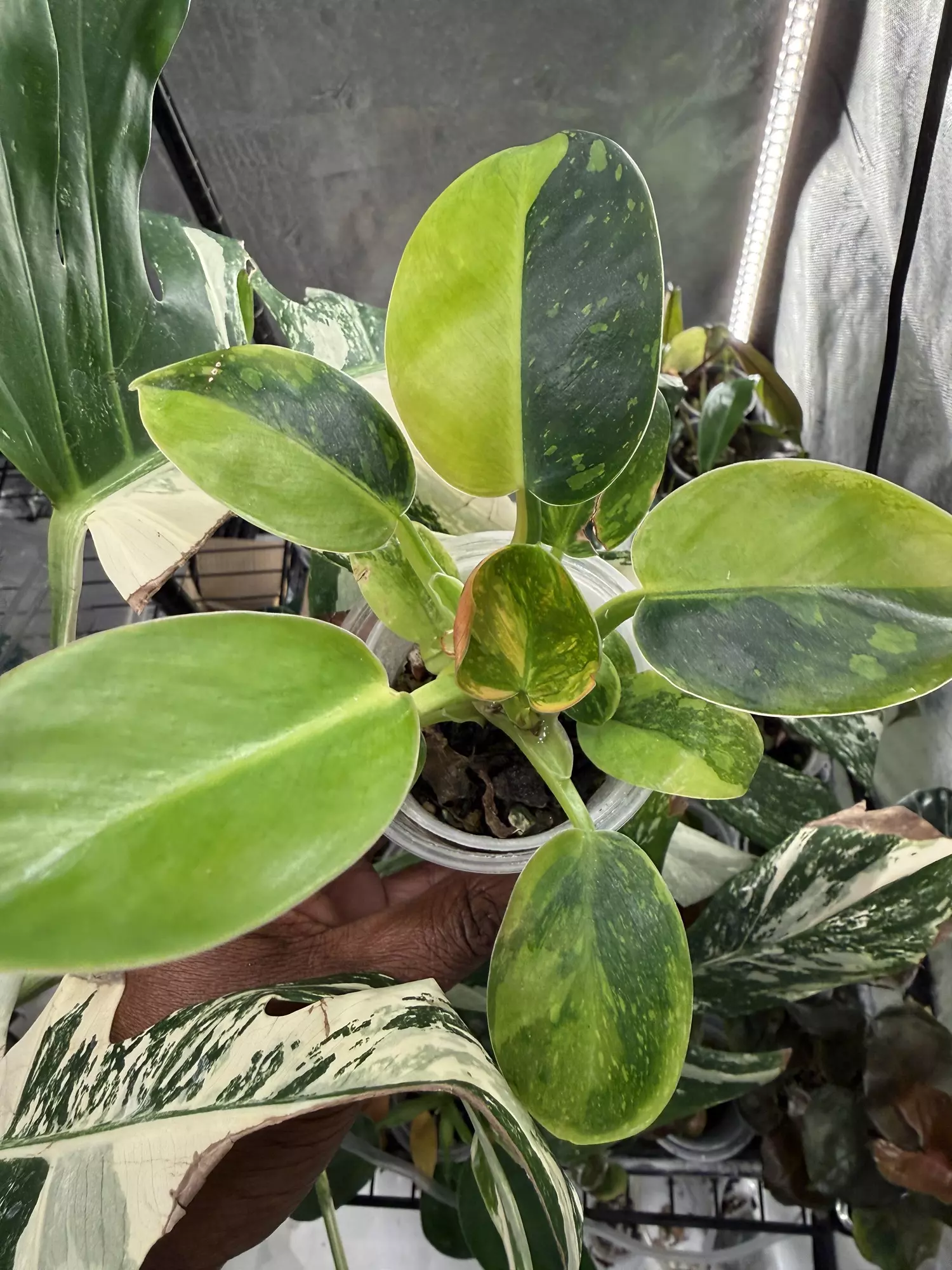 plant/427 Philodendron Green Congo Nuclear-1