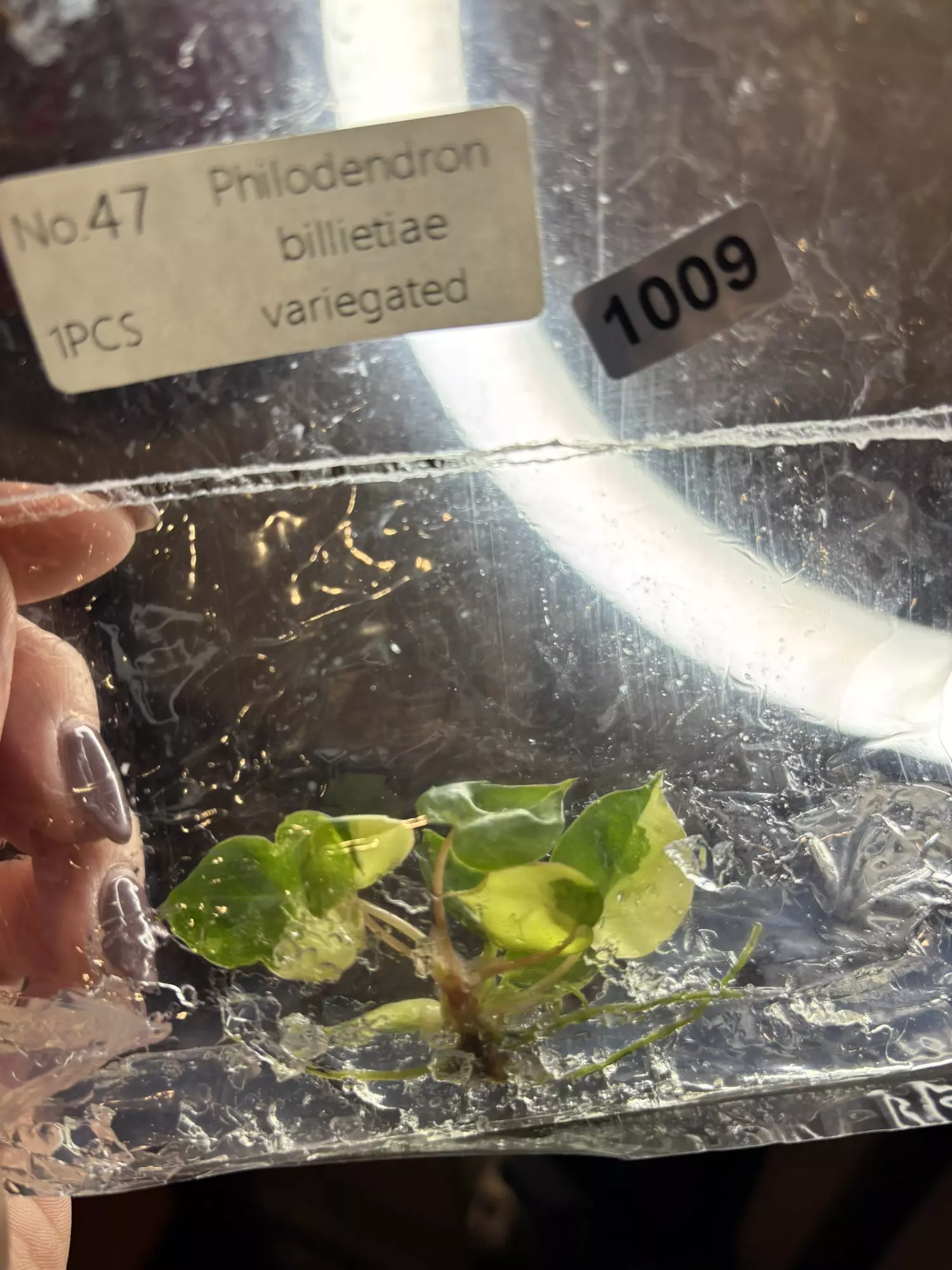 plant/1009 v Billie -0