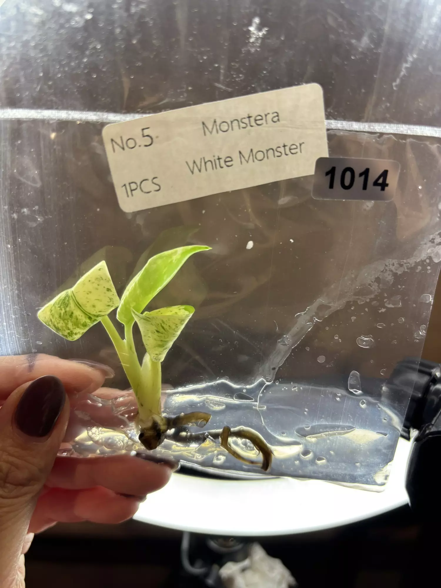 plant/1014 white monster -0