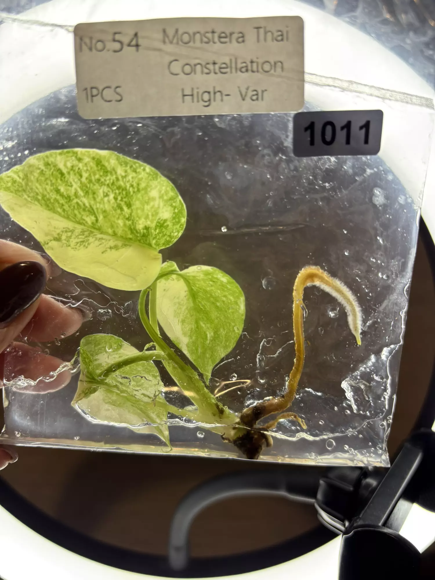 plant/1011 Thai con -0