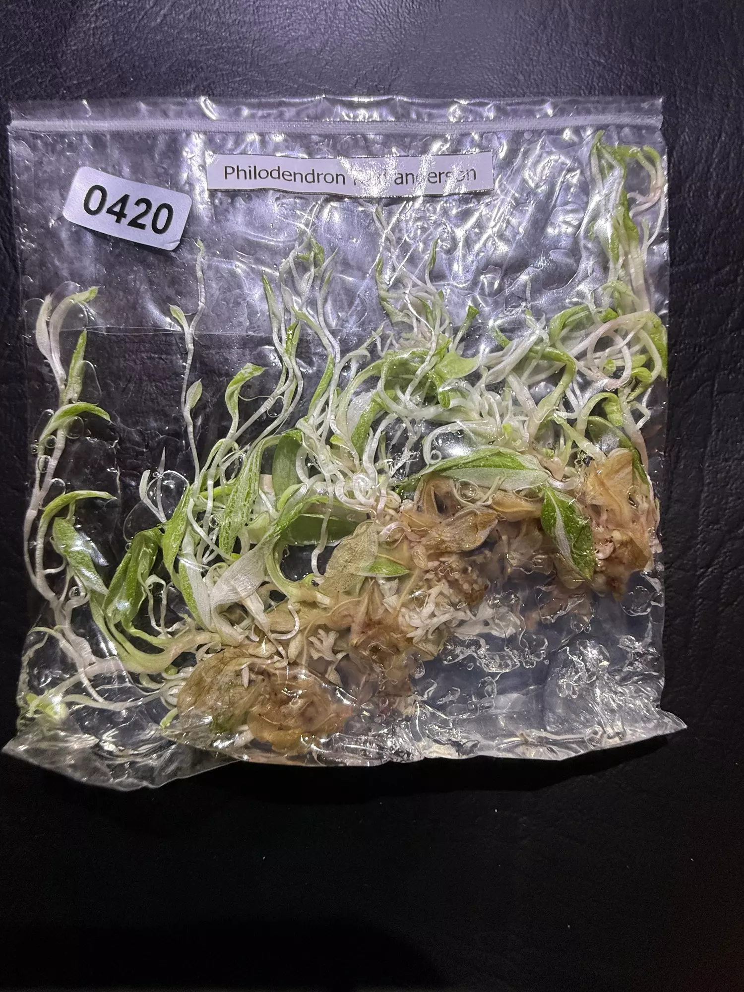 plant/420 5pk or a forest Philodendron Red Anderson-0