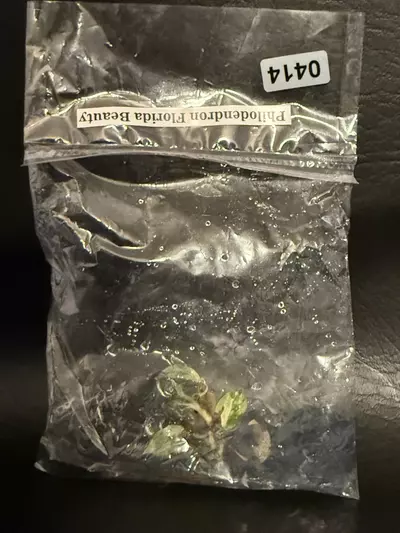 plant/414 Philodendron Florida Beauty-2-thumbnail