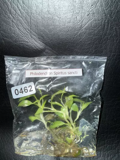 plant/462 	Philodendron Spiritus Sancti-0-thumbnail