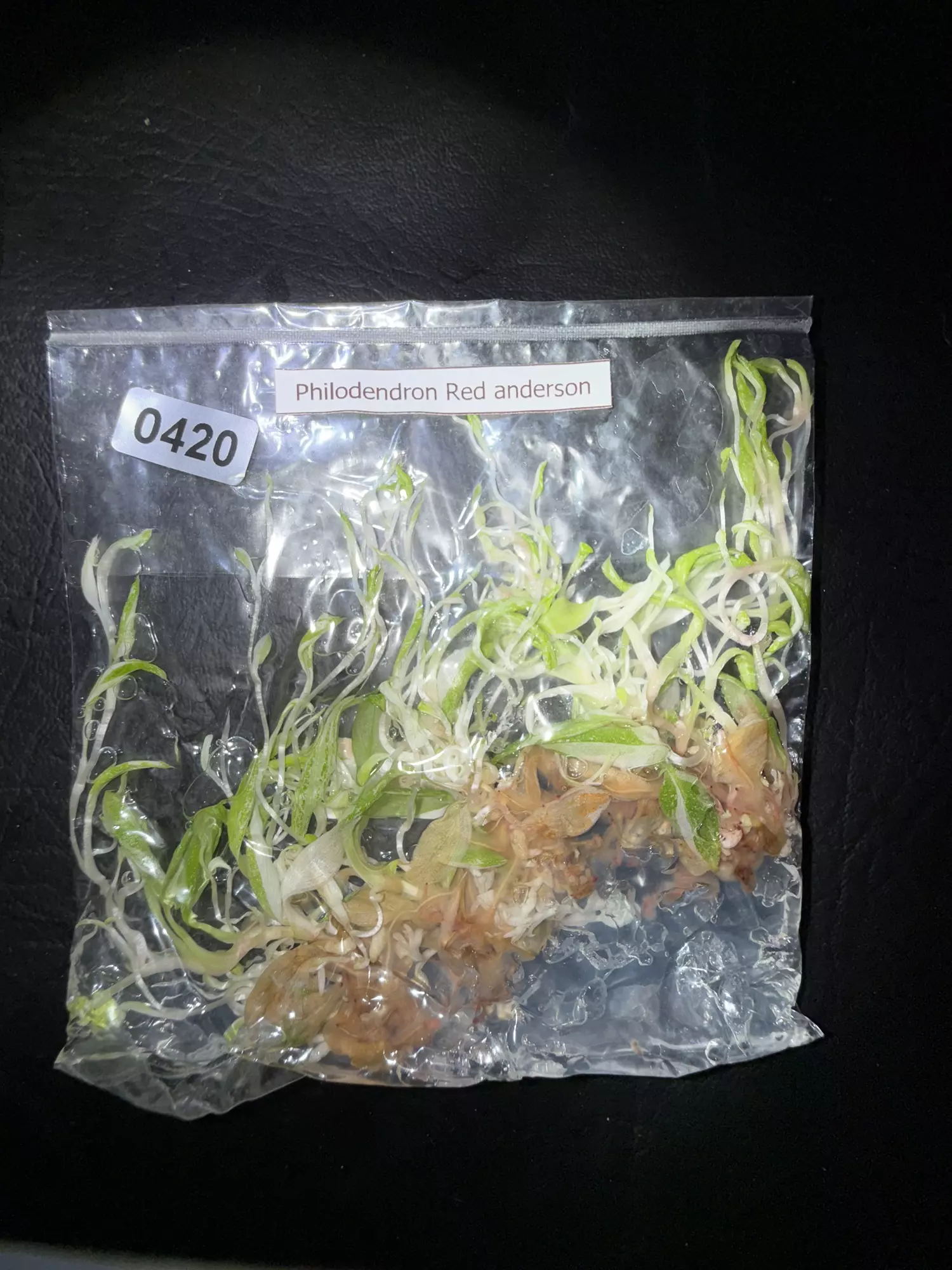 plant/420 5pk or a forest Philodendron Red Anderson-1