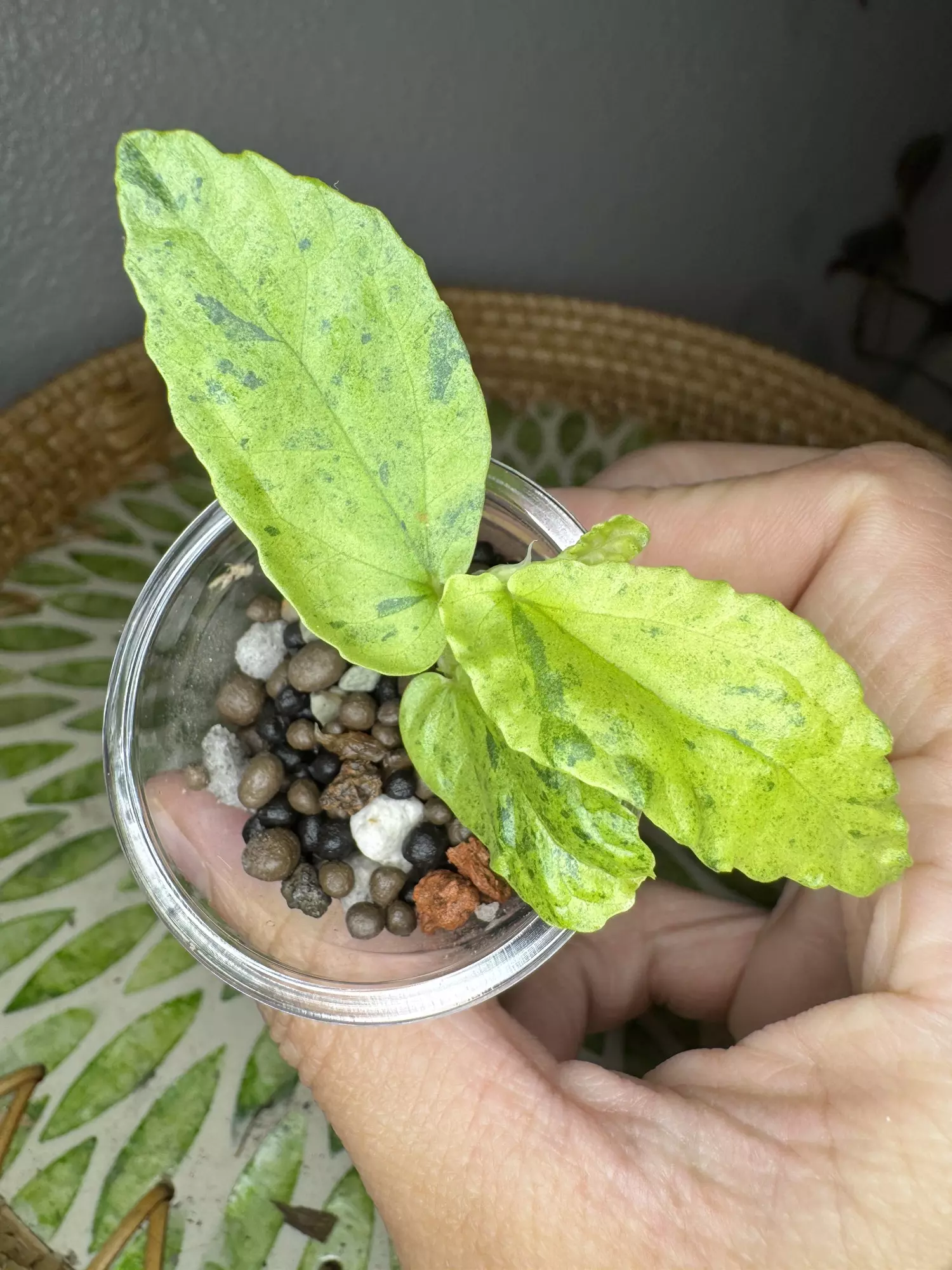 plant/B2 Variegated peppermint Begonia rooted cutting- fast grower- CO ambient-0