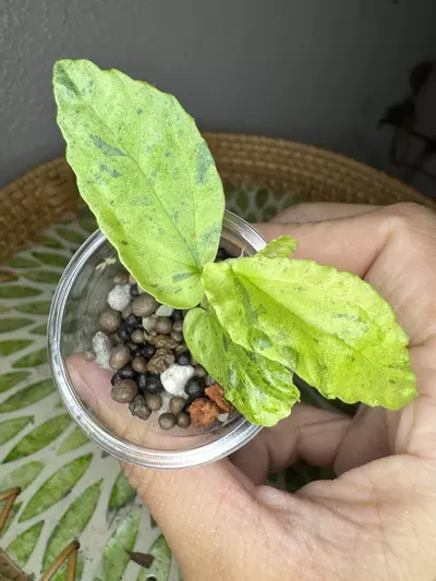 plant/B2 Variegated peppermint Begonia rooted cutting- fast grower- CO ambient-0-thumbnail