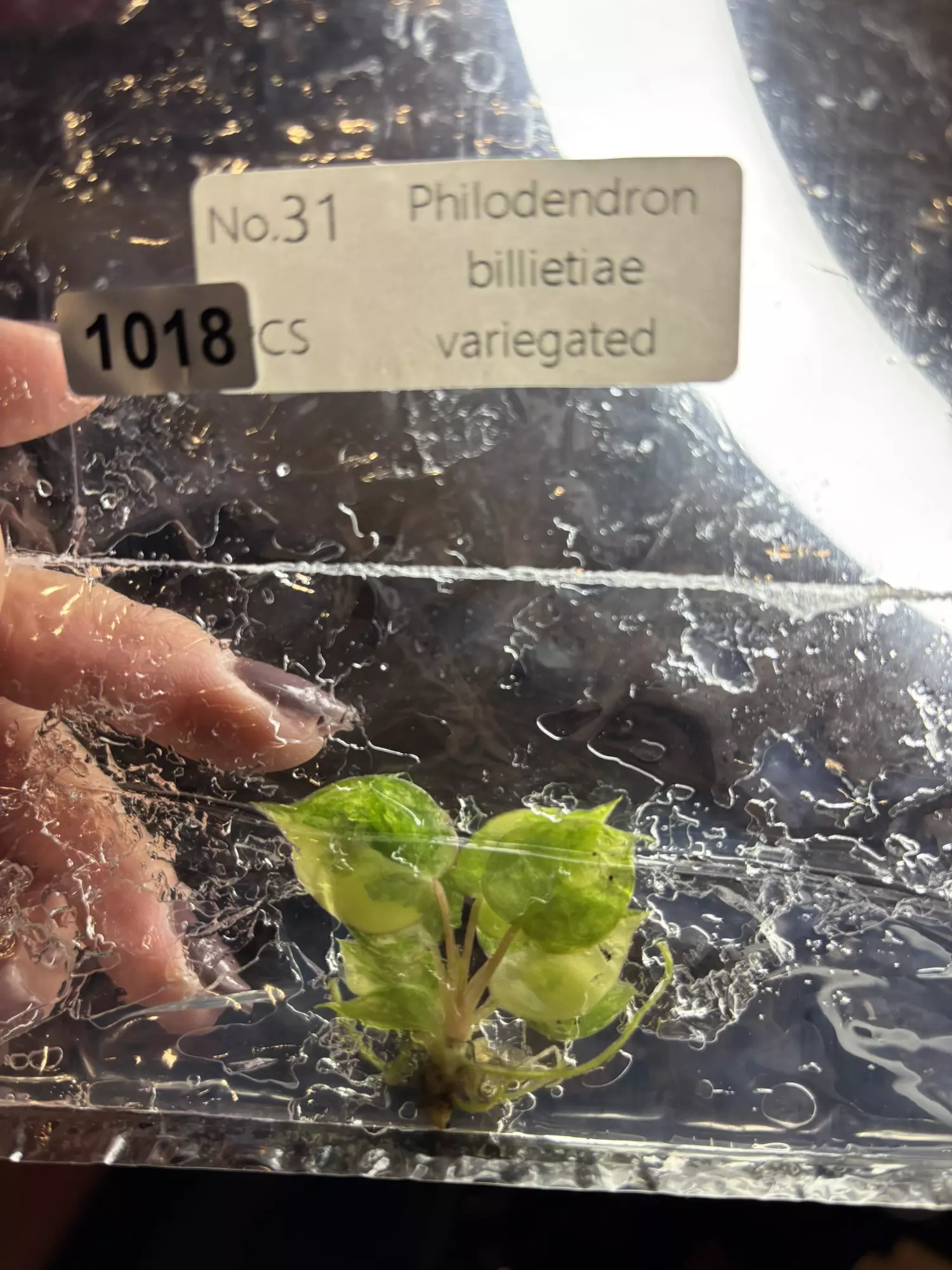 plant/1018 v Billie -0