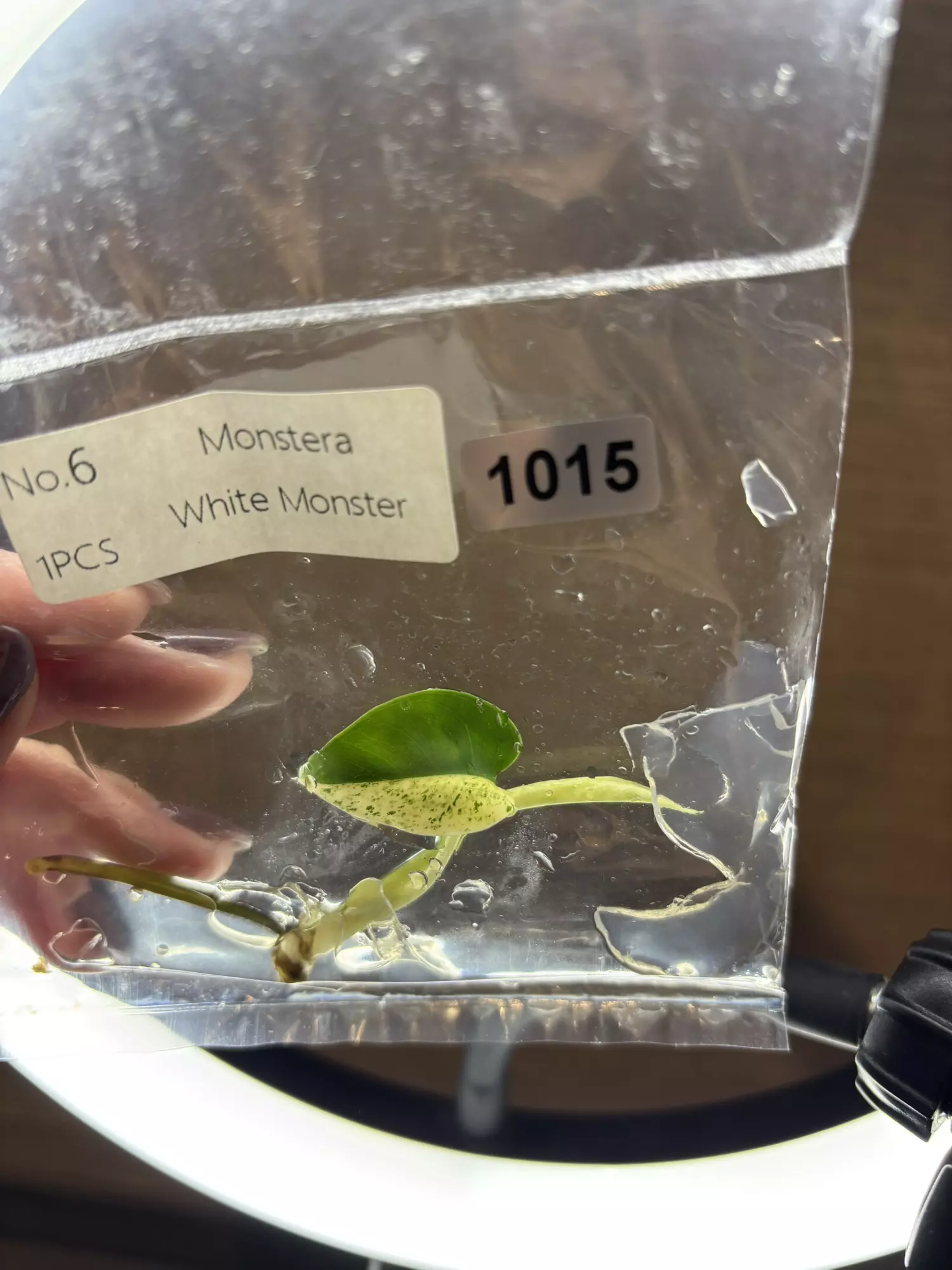 plant/1015 white monster -0