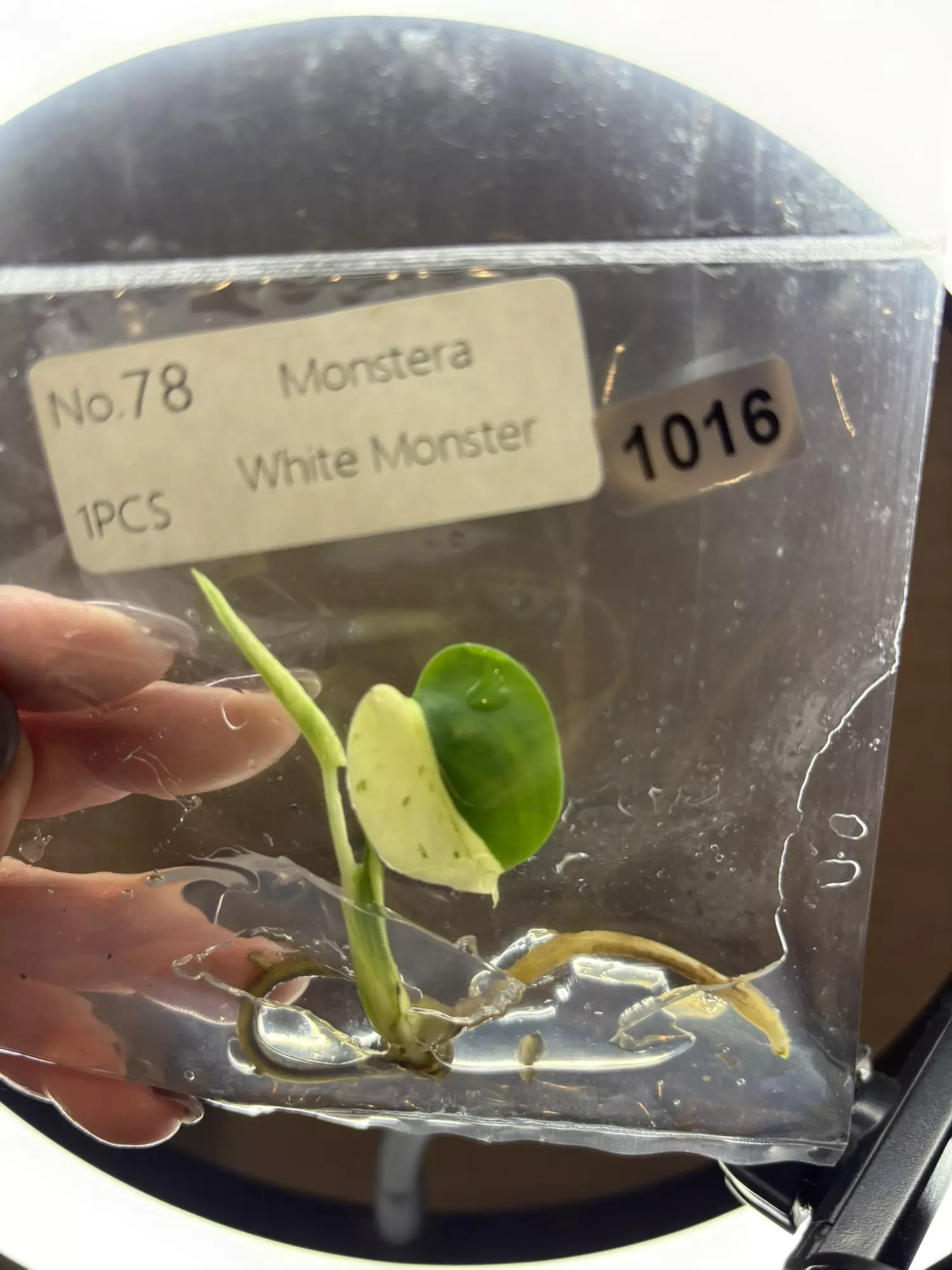 plant/1016 white monster -0