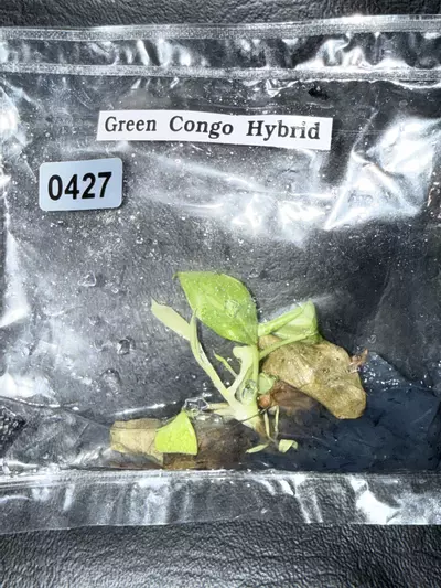 plant/427 Philodendron Green Congo Nuclear-0-thumbnail