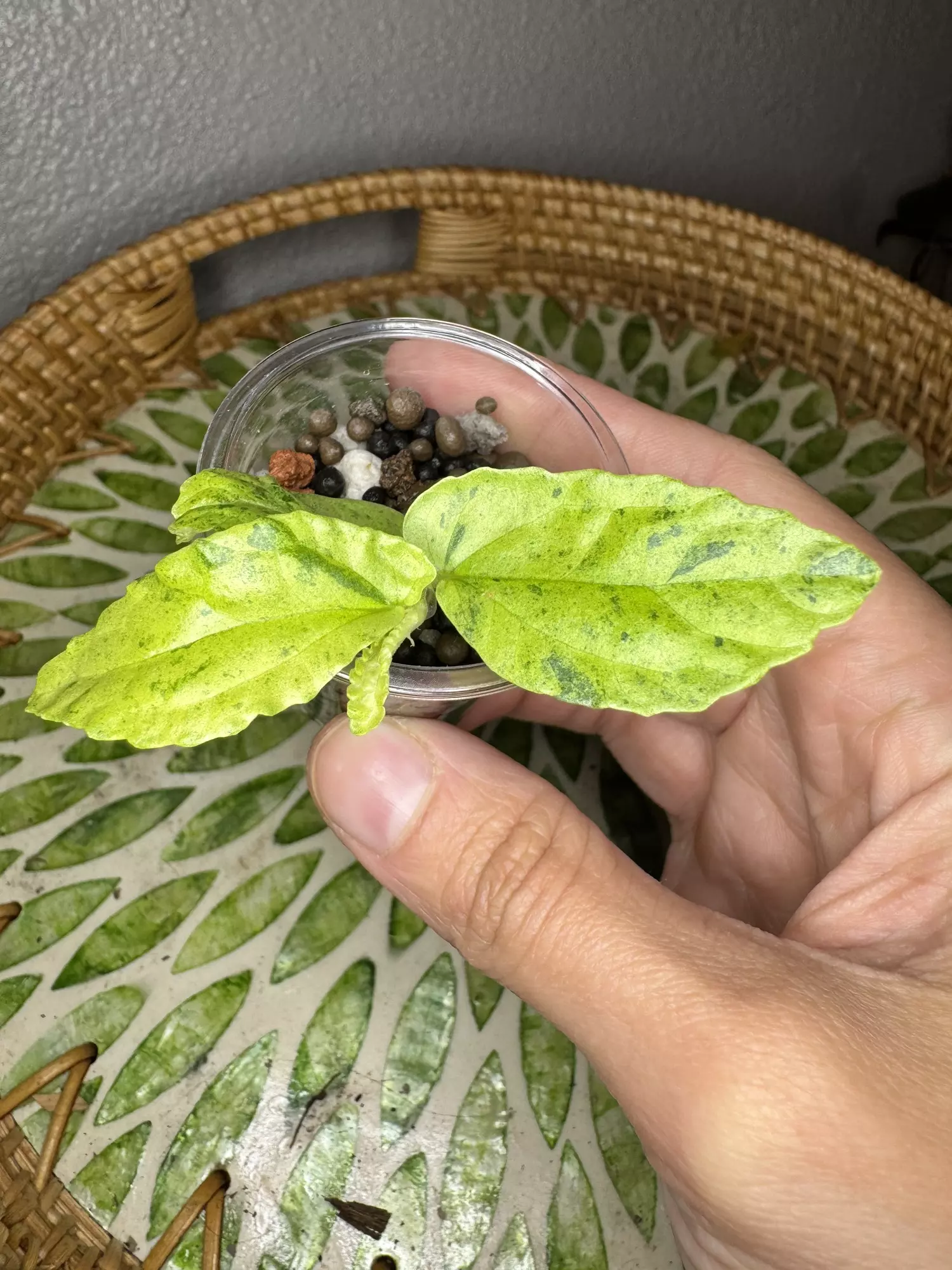 plant/B2 Variegated peppermint Begonia rooted cutting- fast grower- CO ambient-1