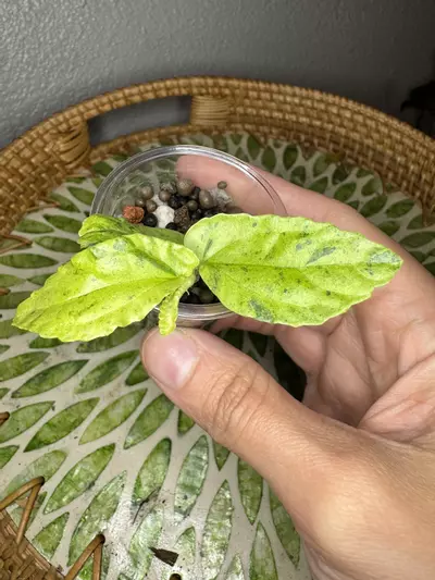 plant/B2 Variegated peppermint Begonia rooted cutting- fast grower- CO ambient-1-thumbnail