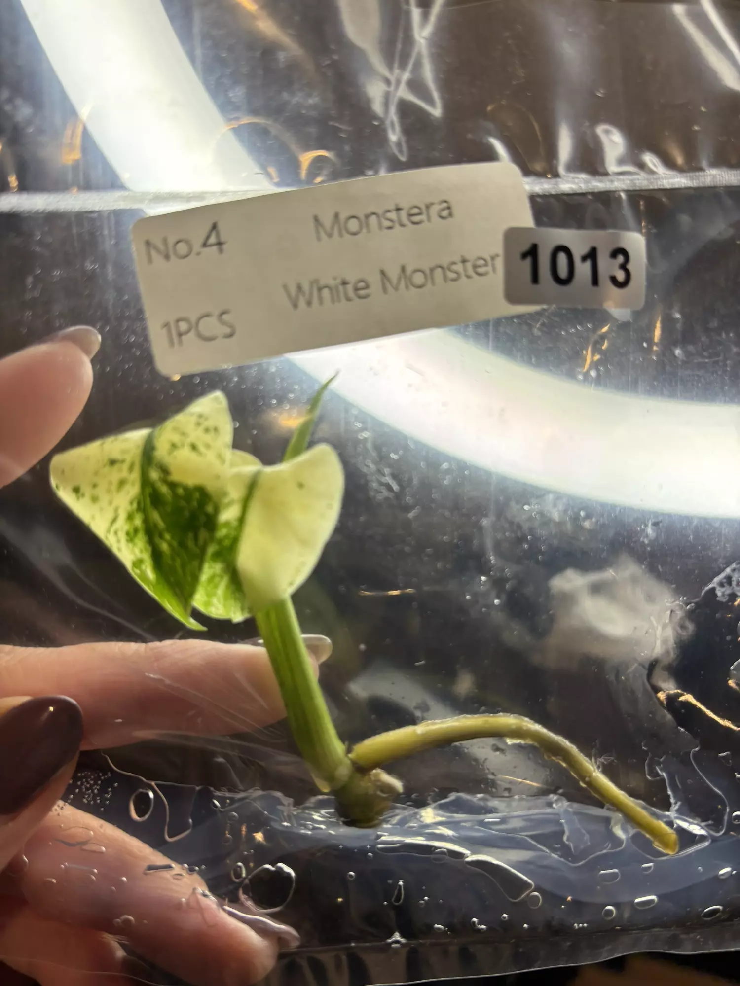 plant/1013 white monster -0