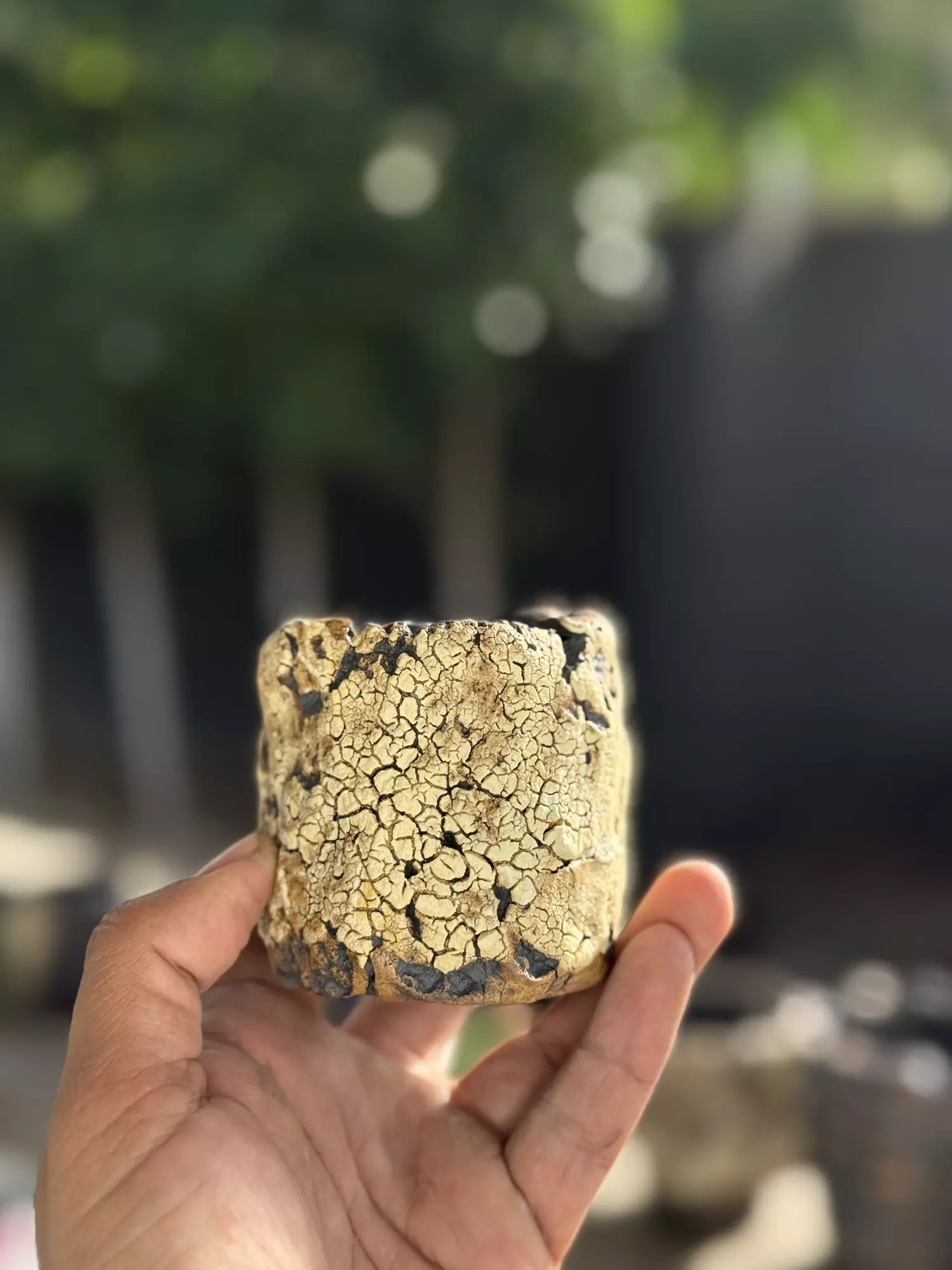 plant/Golden crackle 2.75x2.75-0
