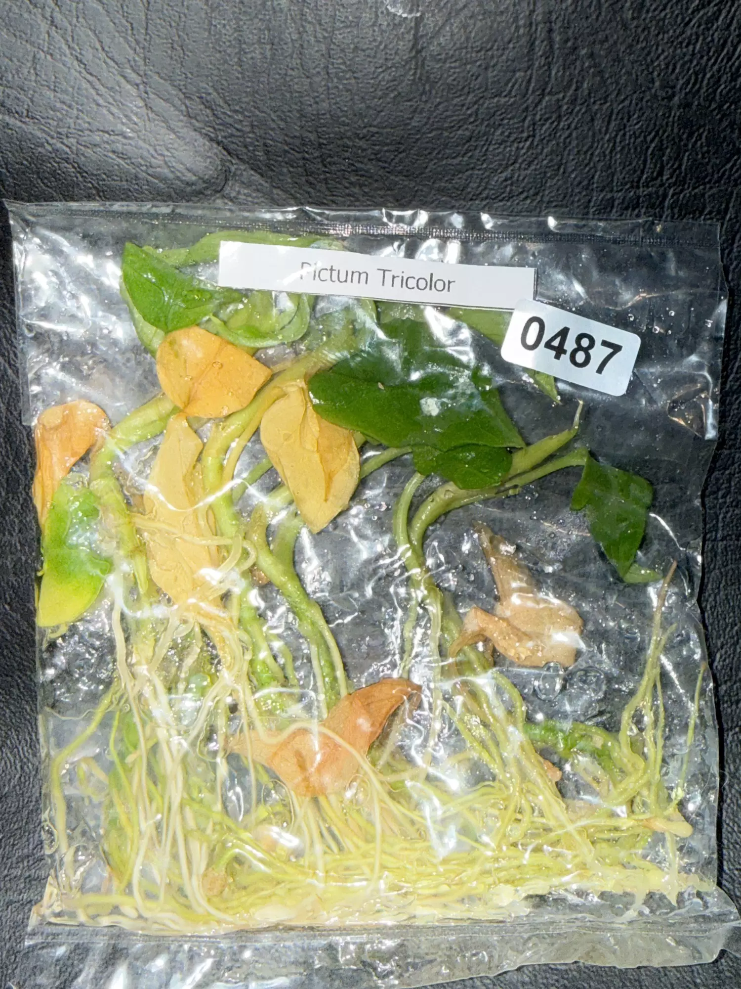 plant/487 5PK Aglaonema Pictum Tricolor-0