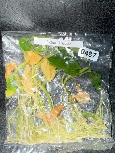 plant/487 5PK Aglaonema Pictum Tricolor-0-thumbnail