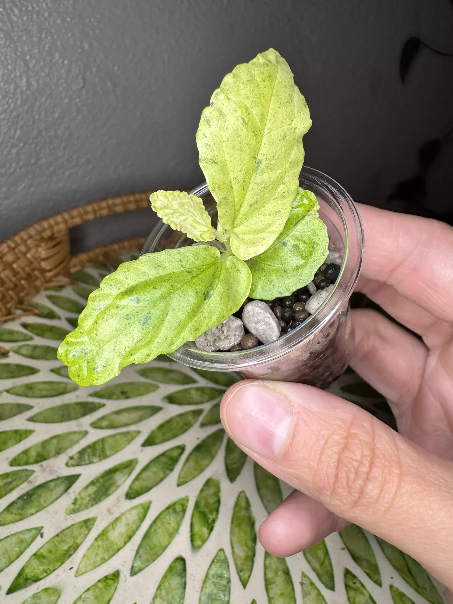 plant/B1 Variegated peppermint Begonia rooted cutting- fast grower- CO ambient mama plant is last pic-1