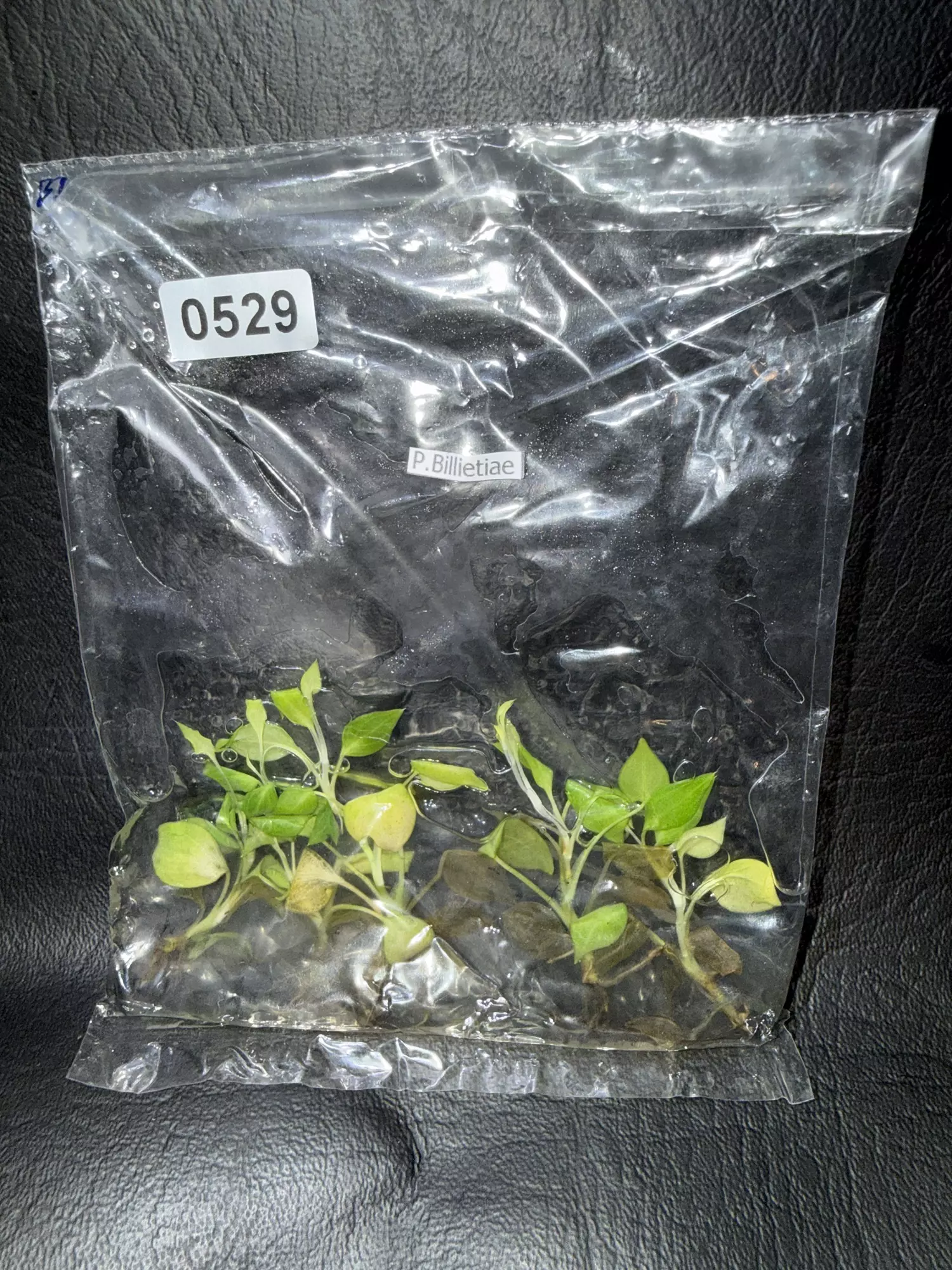 plant/529 5PK Philodendron Billie-0