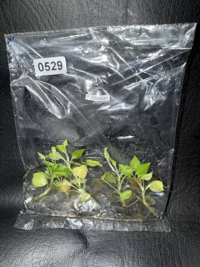 plant/529 5PK Philodendron Billie-0-thumbnail