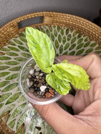 plant/B2 Variegated peppermint Begonia rooted cutting- fast grower- CO ambient-2-thumbnail