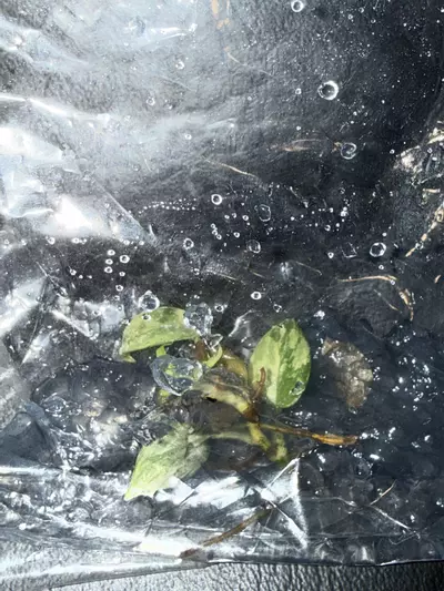 plant/414 Philodendron Florida Beauty-0-thumbnail