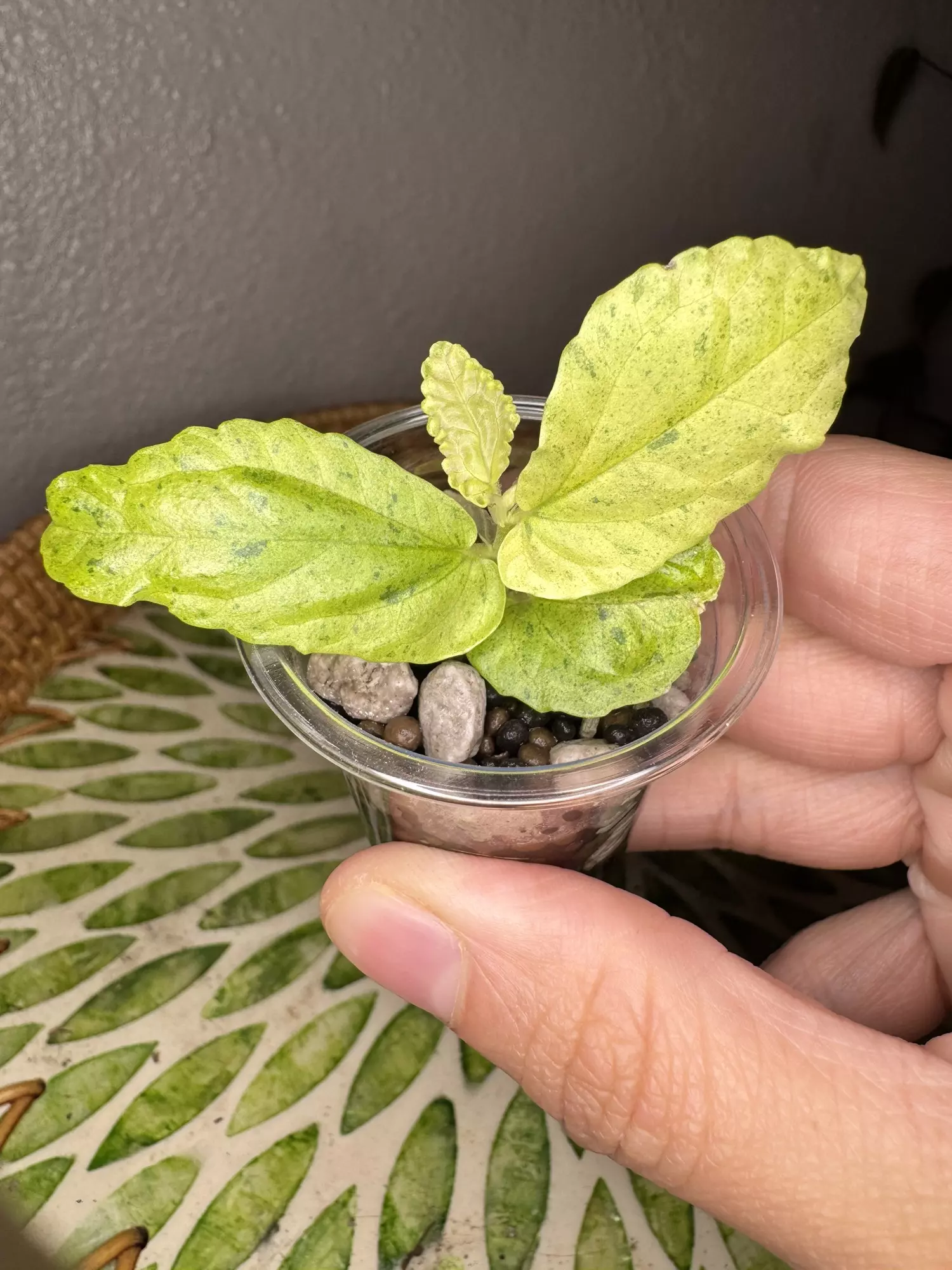 plant/B1 Variegated peppermint Begonia rooted cutting- fast grower- CO ambient mama plant is last pic-0