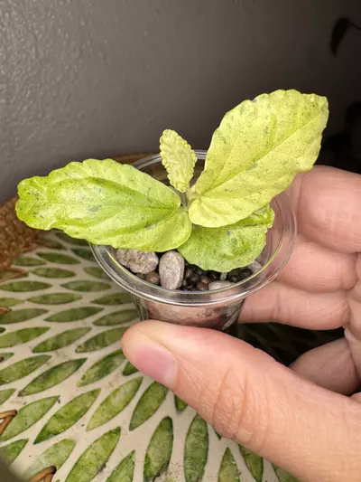 plant/B1 Variegated peppermint Begonia rooted cutting- fast grower- CO ambient mama plant is last pic-0-thumbnail