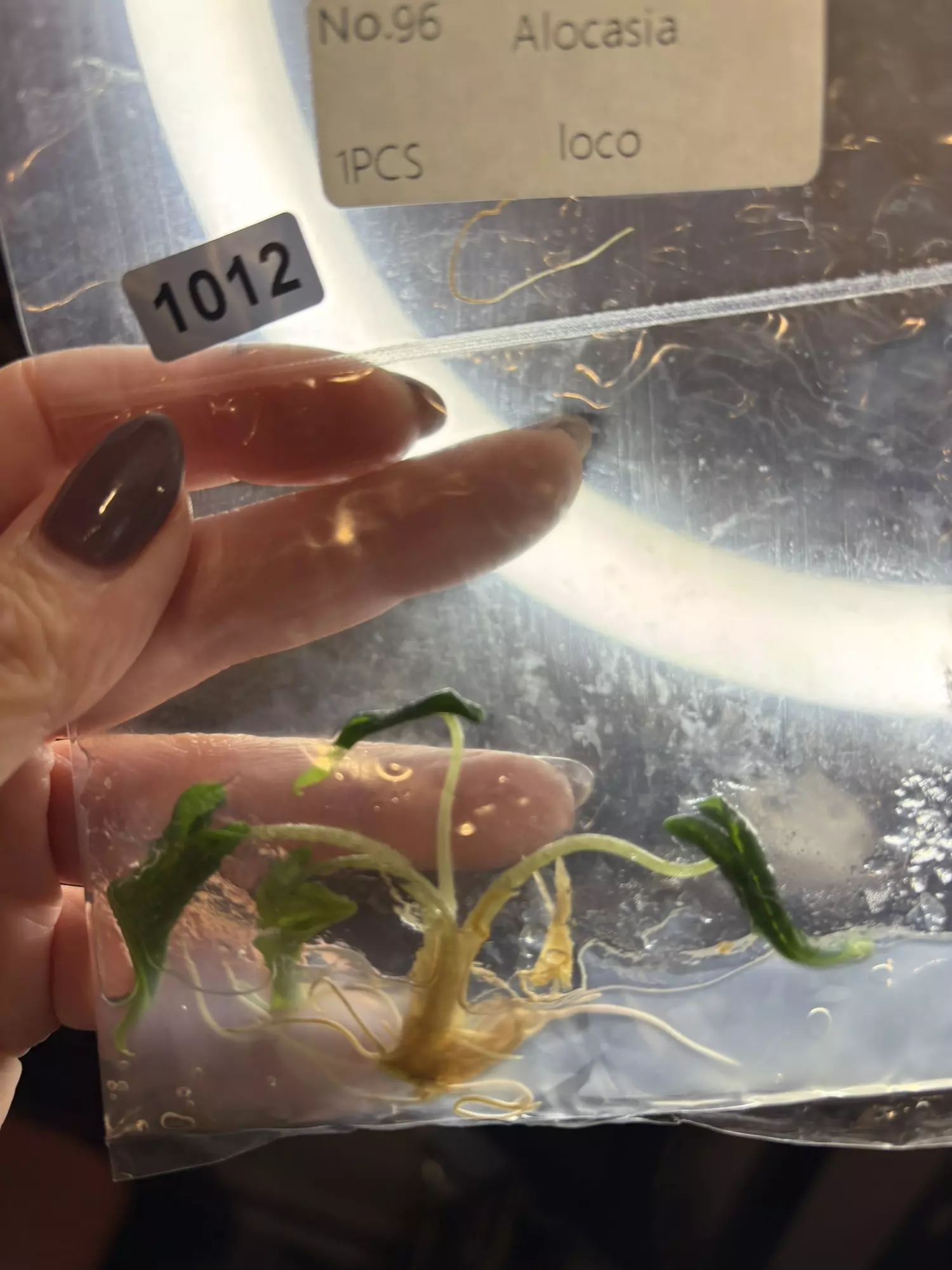 plant/1012 Alocaisa loco-0