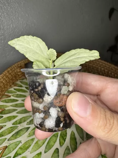 plant/B1 Variegated peppermint Begonia rooted cutting- fast grower- CO ambient mama plant is last pic-2-thumbnail