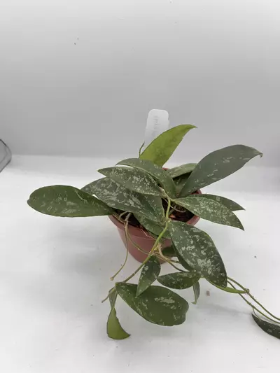 plant/4iN HOYA PHUWUAENSIS SPLASH(peduncles)-0-thumbnail