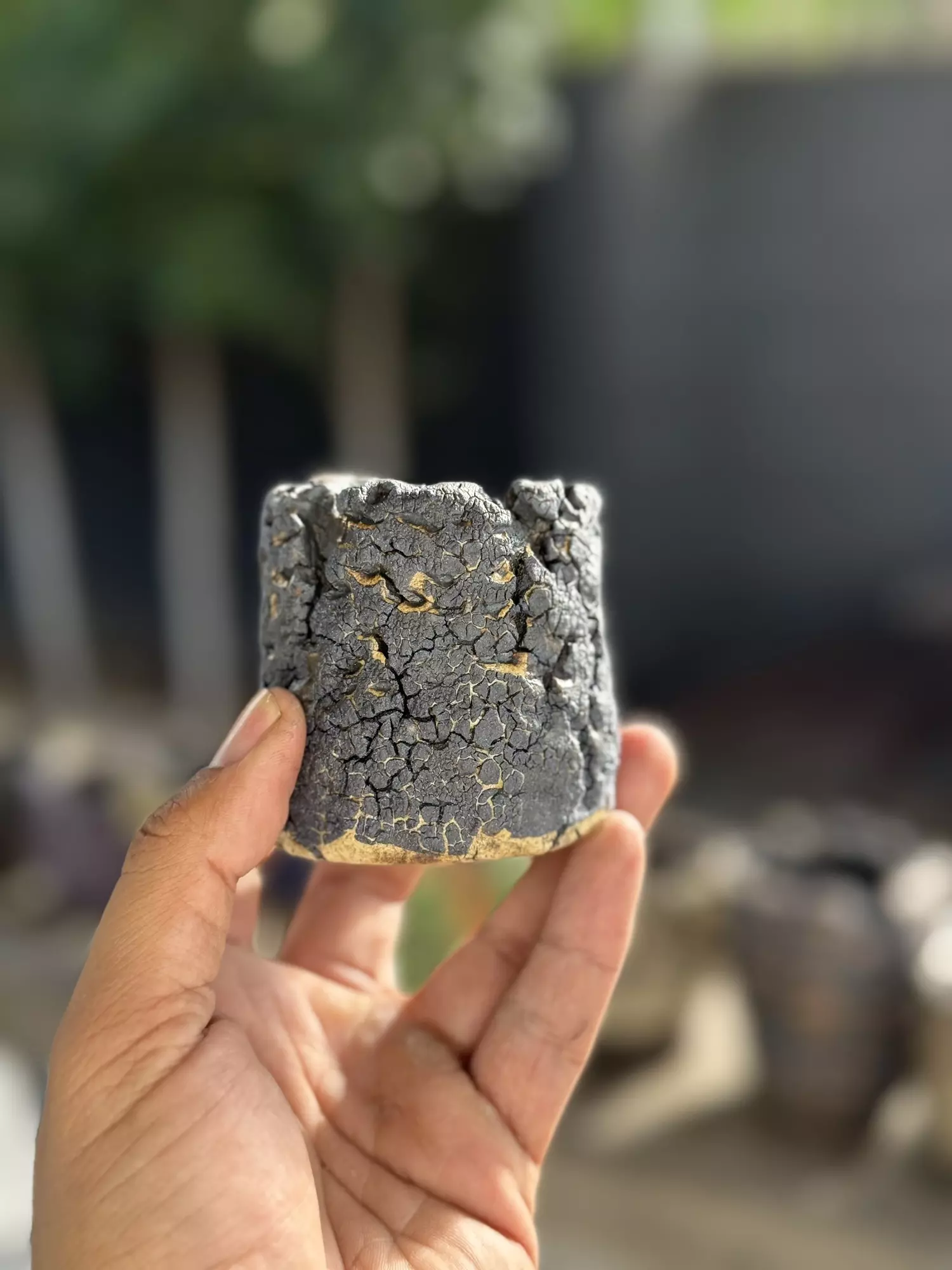 plant/Black crackle 2.5x2.5-0