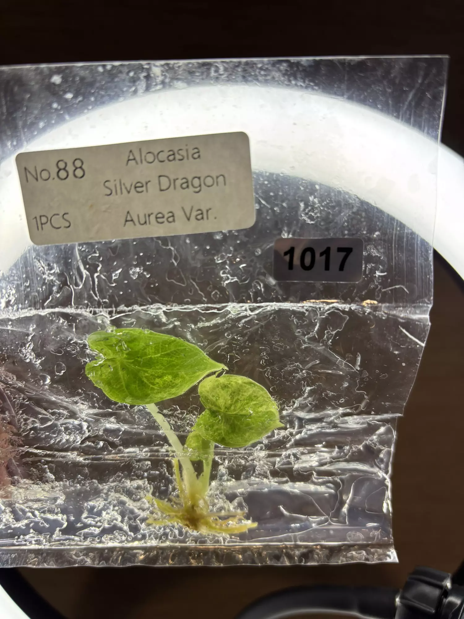 plant/1017  silver dragon Aurea-0