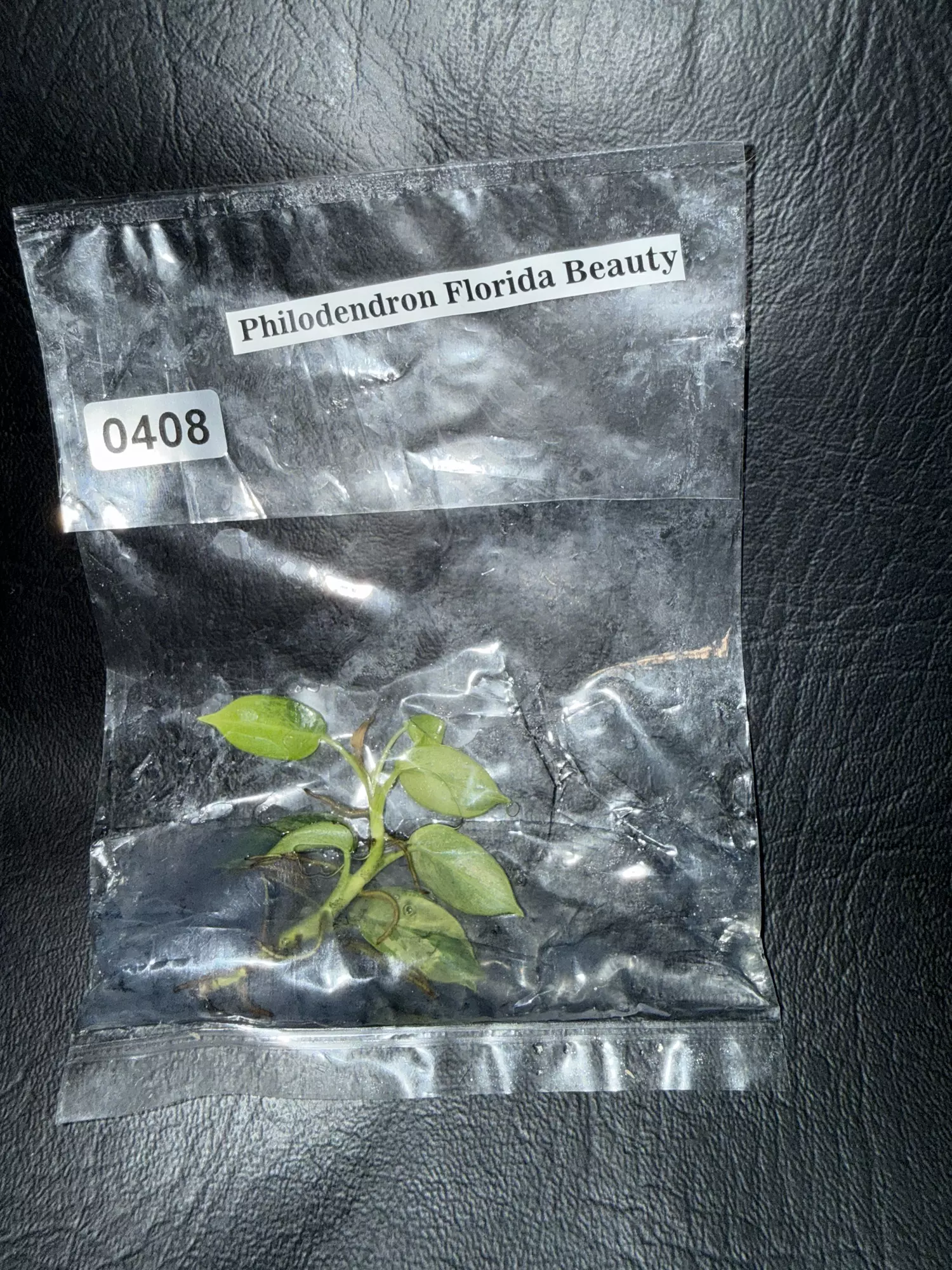plant/408 Philodendron Florida Beauty-0