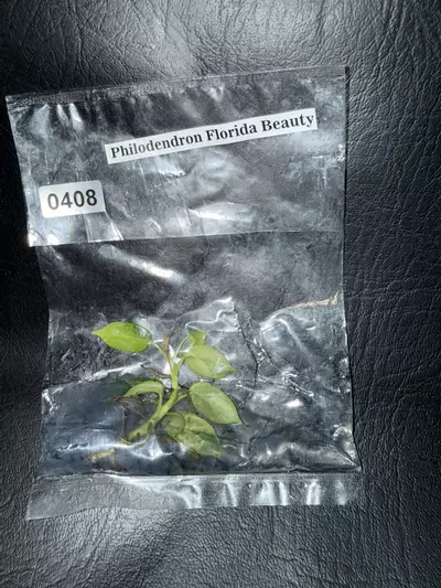 plant/408 Philodendron Florida Beauty-0-thumbnail