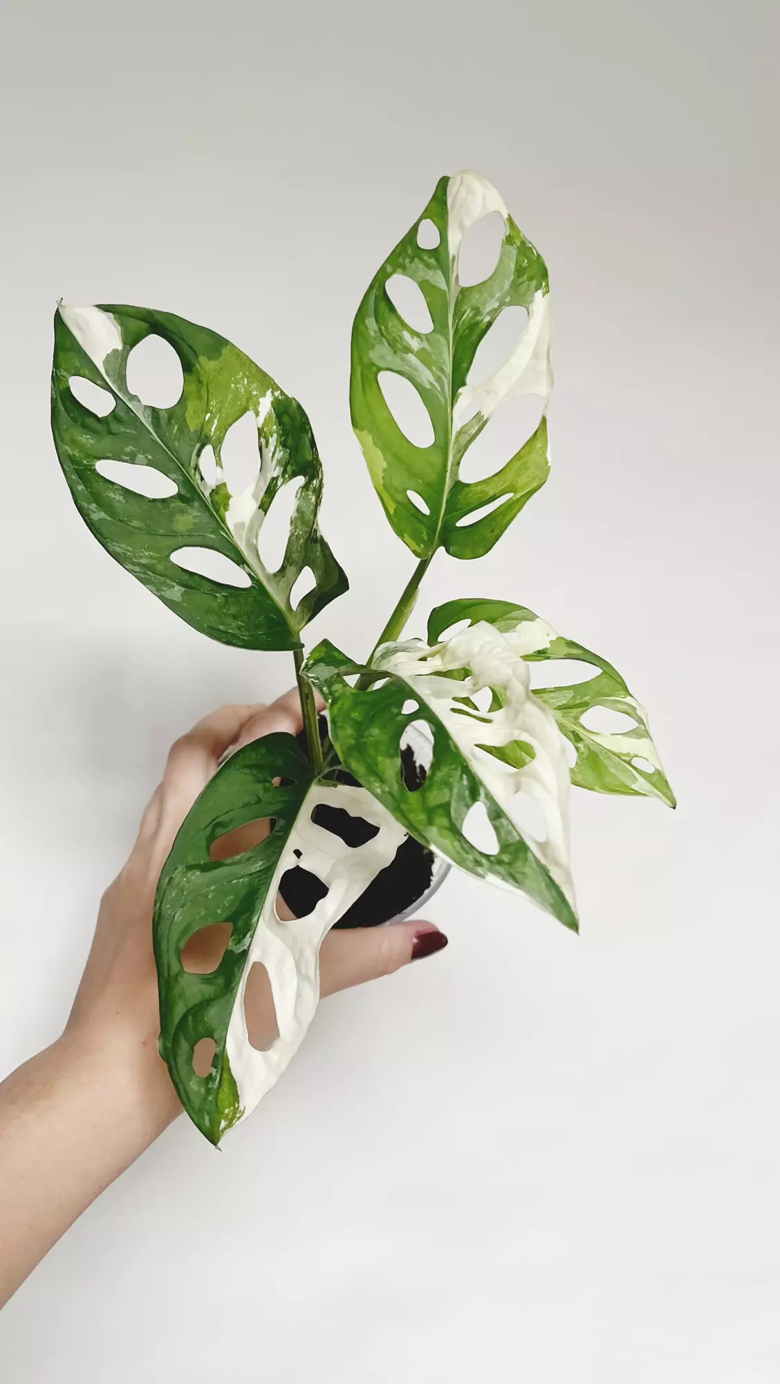 plant/Monstera Adansonii Albo-0