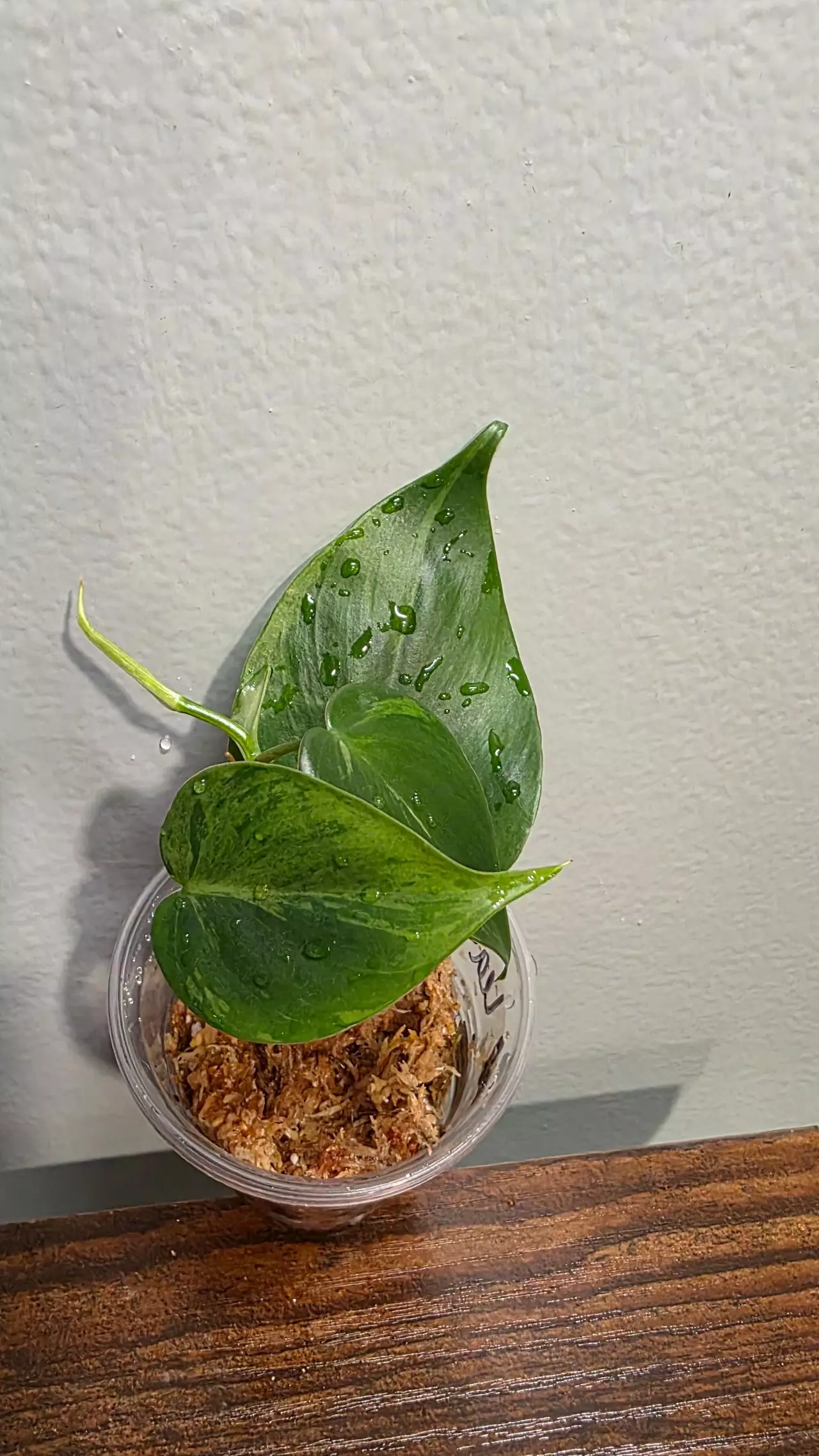 plant/Philodendron variegated heart leaf 036-0