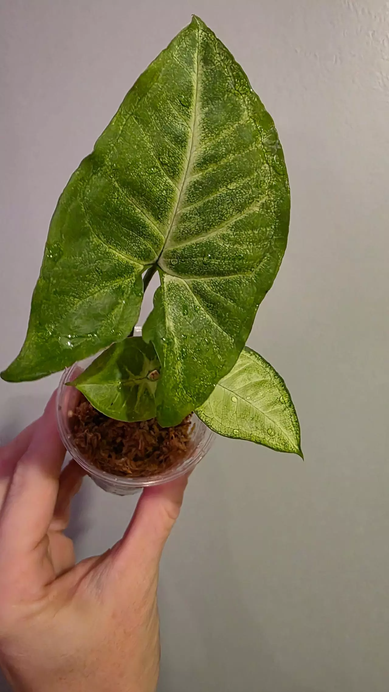 plant/Syngonium white butterfly 227-0