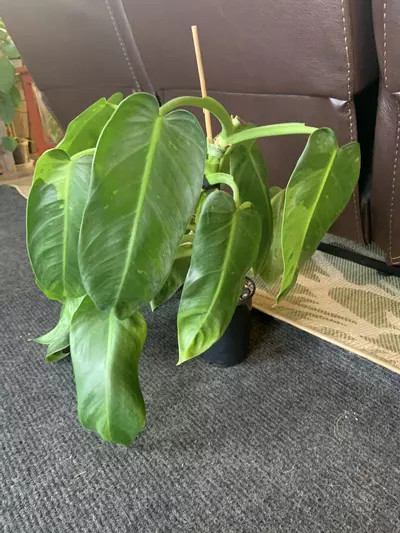 plant/Huge Jose bueno -0-thumbnail