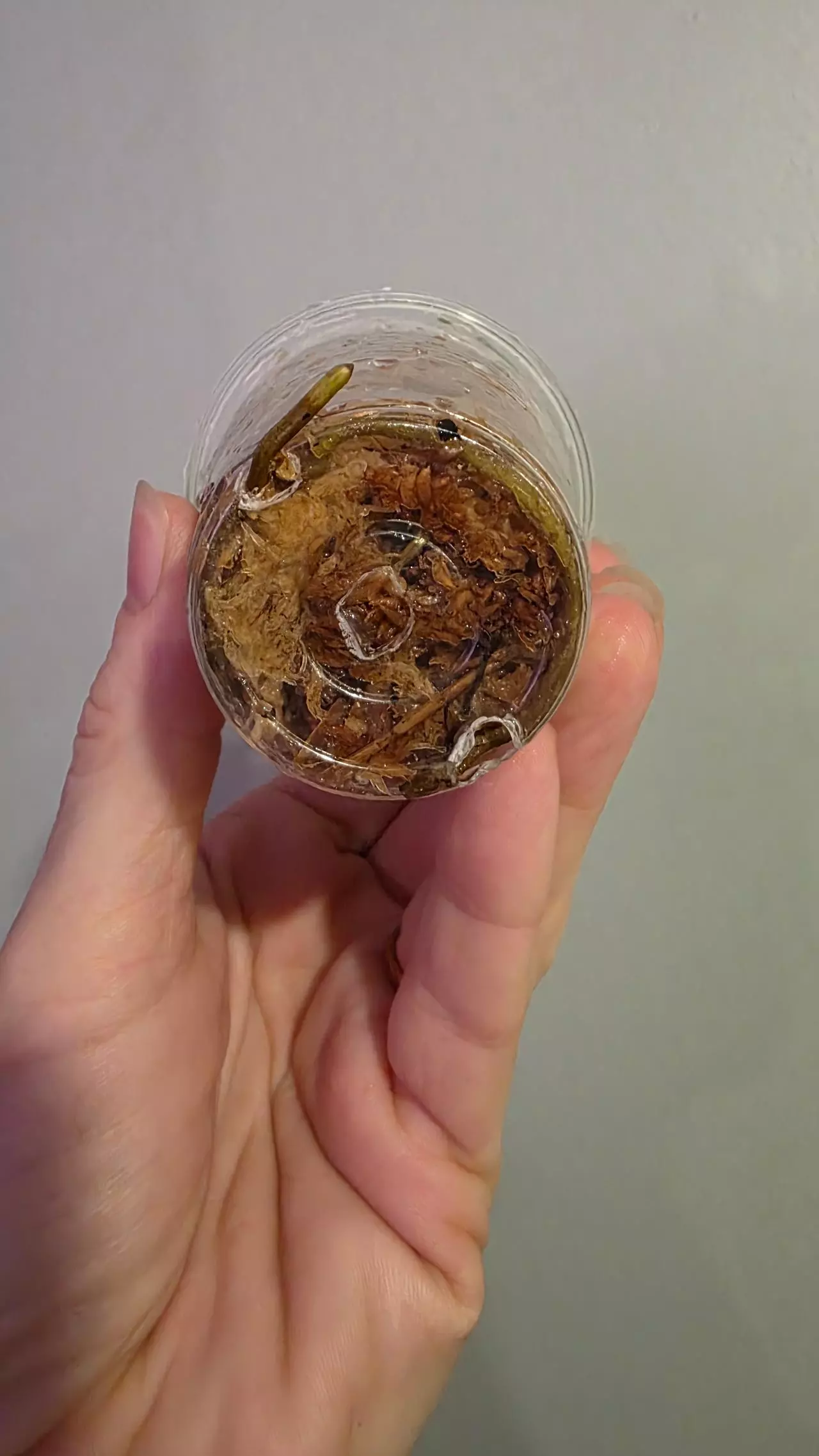 plant/Syngonium white butterfly 227-1