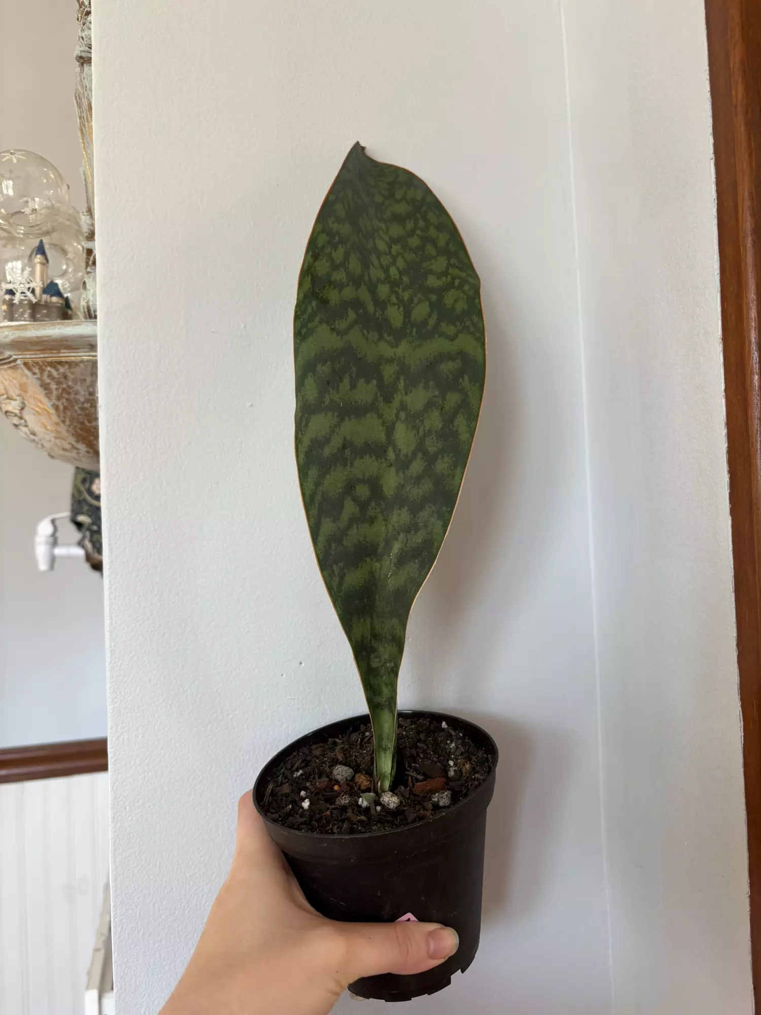 plant/Whale fin snake plant -0