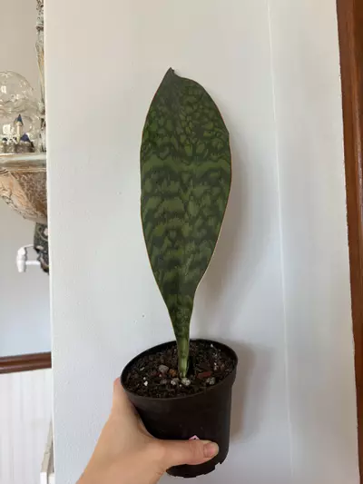 plant/Whale fin snake plant -0-thumbnail