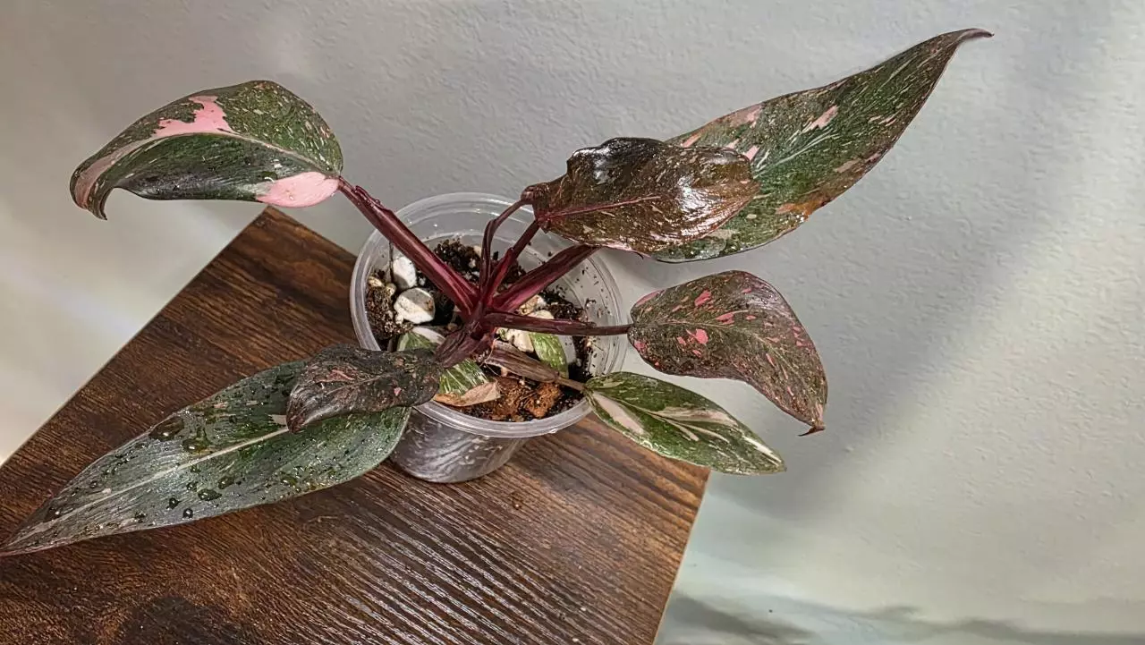 plant/Pink Princess Marble Galaxy-0