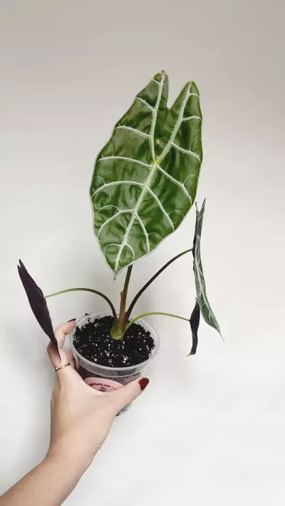 plant/Alocasia Watsoniana -0-thumbnail
