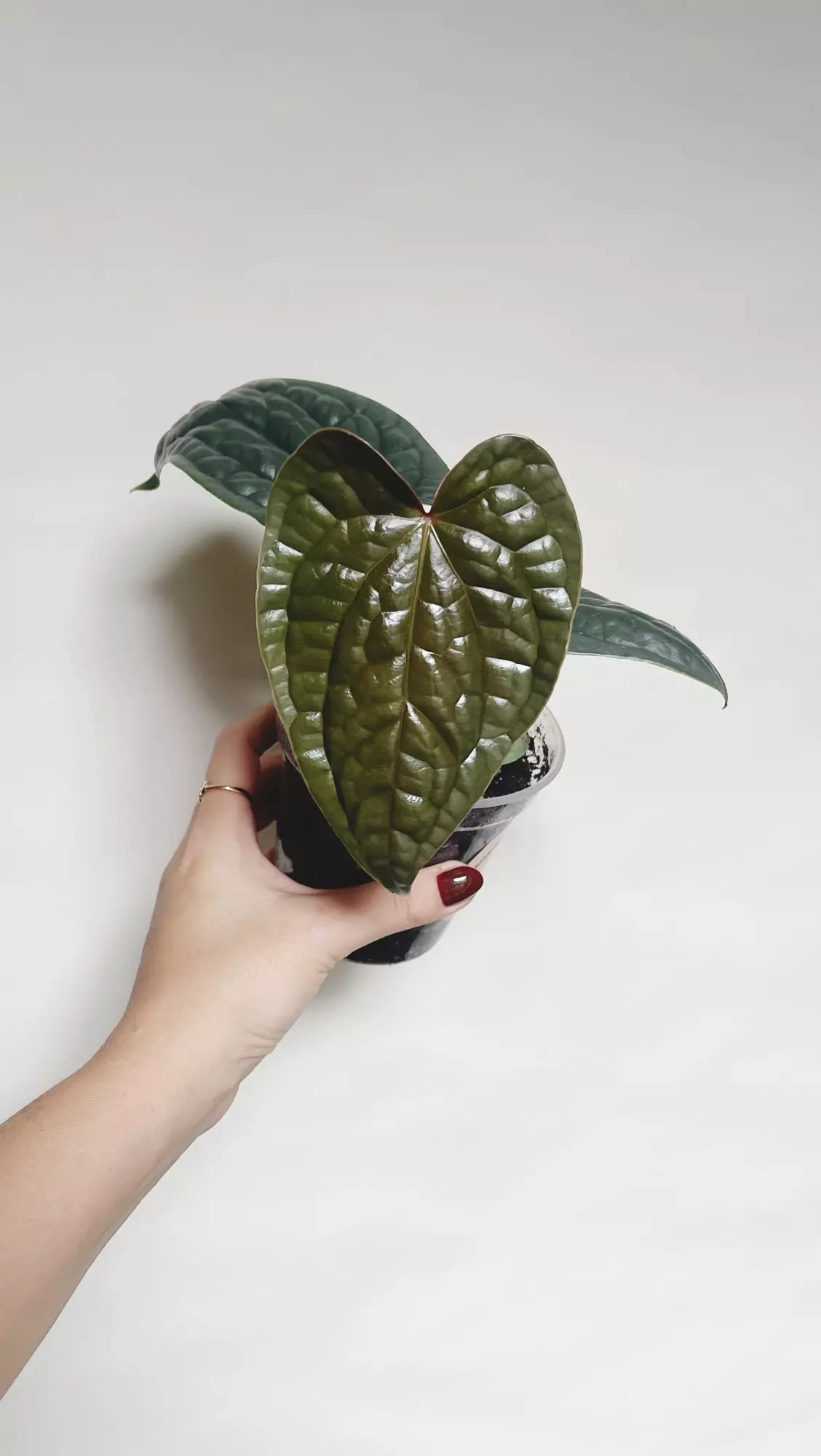 plant/Anthurium Luxurians-0