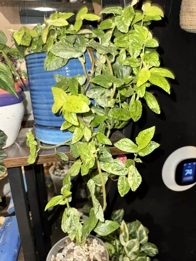 plant/B2 Variegated peppermint Begonia rooted cutting- fast grower- CO ambient-3-thumbnail