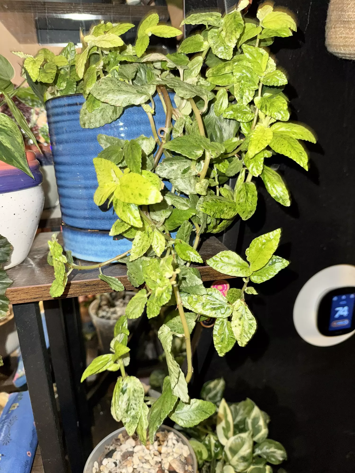 plant/B1 Variegated peppermint Begonia rooted cutting- fast grower- CO ambient mama plant is last pic-3