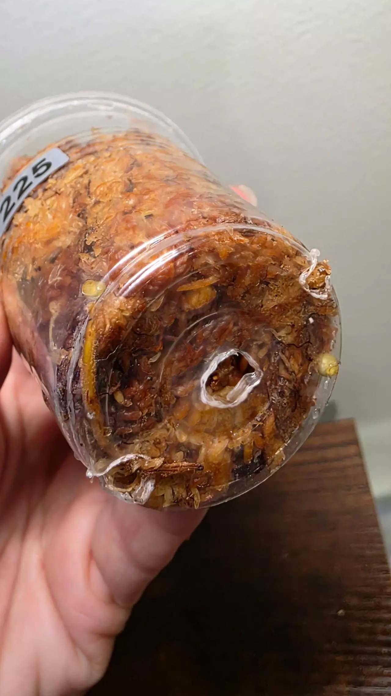 plant/Philodendron Brasil 225-2